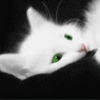 muka