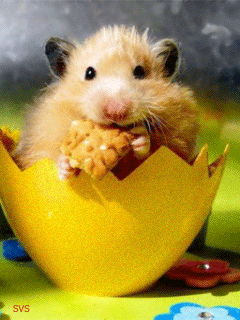 http://www.mobilmusic.ru/mfile/29/d3/8c/676567.gif