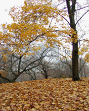 http://www.mobilmusic.ru/mfile/35/30/36/151864.gif