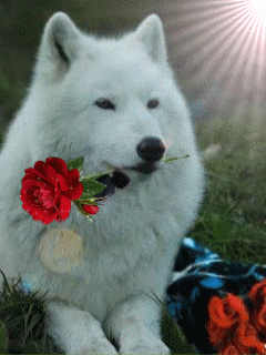 ������� ������ 412908.gif