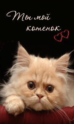 котёнок мой картинки онлайн котёнок мой картинки