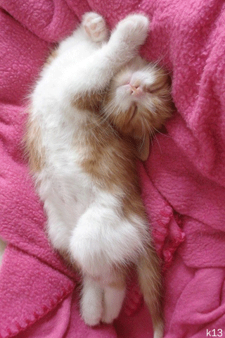 спящий котенок фото онлайн